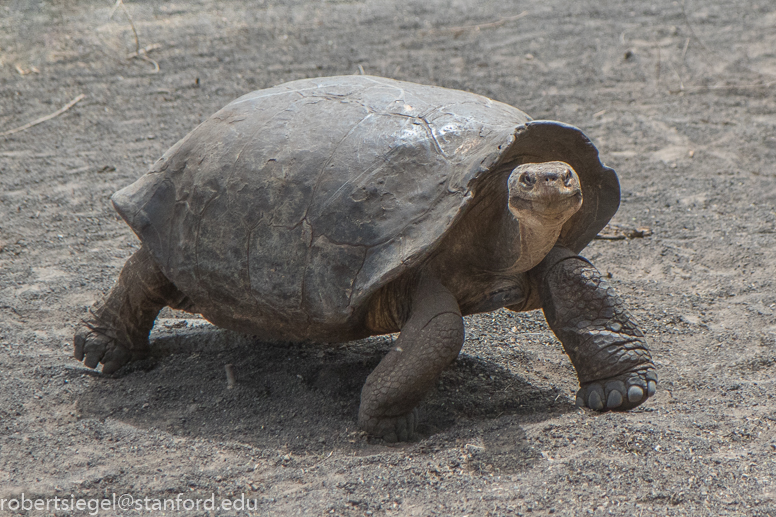 galapagos